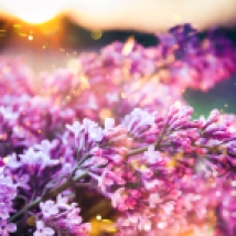 Fotografia - Wiosenne kwiaty